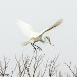 3261 Great Egret (Ardea alba), Nest-building. Anahuac NWR, TX