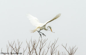 3261 Great Egret (Ardea alba), Nest-building. Anahuac NWR, TX