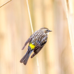 3263 Yellow-rumped Warbler (Setophag coronata). Anahuac NWR, TX