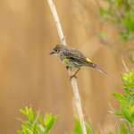 3264 Yellow-rumped Warbler (Setophaga coronata). Anahuac NWR, TX