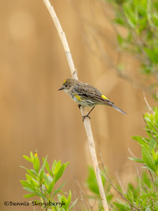 3264 Yellow-rumped Warbler (Setophaga coronata). Anahuac NWR, TX