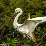 3265 Great Egret (Ardea alba), Courtship Display. Anahuac NWR, TX