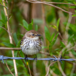 3271 Yellow-rumped Warbler (Setophaga coronata). Anahuac NWR, TX