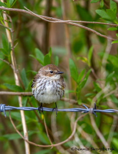 3271 Yellow-rumped Warbler (Setophaga coronata). Anahuac NWR, TX