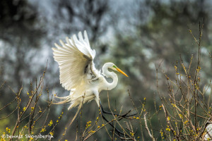 3275 Great Egret (Ardea alba). Anahuac NWR, TX