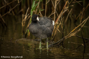 3276 American Coot (Fulica americana). Anahuac NWR, TX