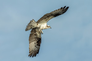 3293 Osprey (Pandion haliaetus), Florida