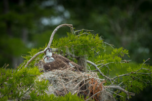 3294 Osprey (Pandion haliaetus), Florida