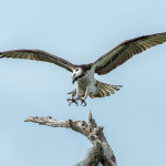 3295 Osprey (Pandion haliaetus), Florida