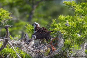 3300 Osprey (Pandion haliaetus), Florida