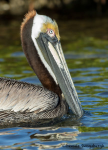 3301 Breeding Brown Pelican (Pelicanus occidentalis), Florida