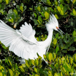 3303 Breeding Snowy Egret (Egretta thula), Florida