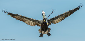 3311 Breeding Brown Pelican (Pelecanus occidentalis), Florida