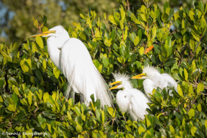 3312 Great Egret with Chicks (Ardea alba), Florida