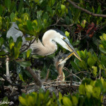 3313 Great Blue Heron and Chick (Ardea herodias), Florida