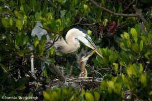 3313 Great Blue Heron and Chick (Ardea herodias), Florida