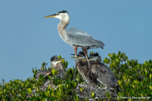 3314 Great Blue Heron and Chicks (Ardea herodias), Florida