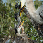 3315 Great Blue Heron and Chicks (Aredea herodias), Florida