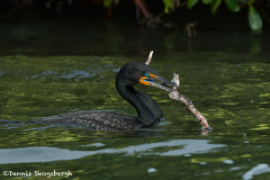 3319 Double-crested Cormorant, Breeding (Phalacrororax auritus), Florida