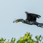 3320 Double-crested Cormorant, Breeding (Phalacrocorax auritus), Florida