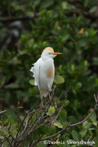 3322 Breeding Cattle Egret (Bulbicus ibis), Florida