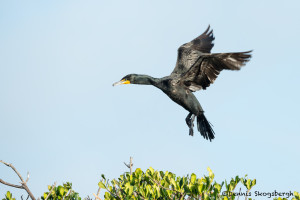 3324 Breeding Double-crested Cormorant (Phalacrocorax auritus), Florida