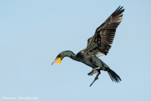 3325 Breeding Double-crested Cormorant (Phalacrocorax auritus), Florida