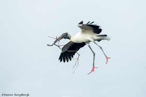 3327 Breeding Wood Stork (Mycteria americana), Florida