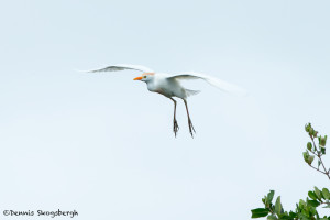 3328 Breeding Cattle Egret (Bulbicus ibis), Florida