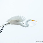 3341 Great Egret (Ardea alba), High Island Rookery, Texas