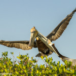 3342 Brown Pelicans (Pelicanus occidentalis), Florida