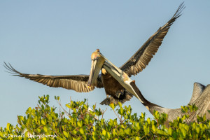 3342 Brown Pelicans (Pelicanus occidentalis), Florida