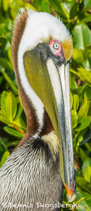 3344 Brown Pelican (Pelicanus occendalis), Florida