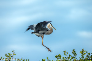 3349 Great Blue Heron (Ardea herodius), Florida