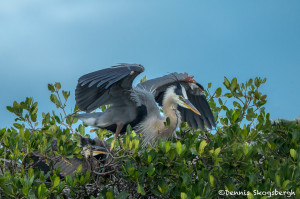 3350 Maternal Protection. Great Blue Heron and Chick (Ardea herodius), Florida