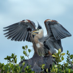 3351 Chick Feeding, Great Blue Heron (Ardea herodius), Florida