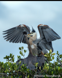 3351 Chick Feeding, Great Blue Heron (Ardea herodius), Florida