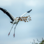 3354 Wood Stork (Mycteria americana), Florida