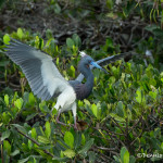 3355 Tri-colored Heron (Egretta tricolor), Florida