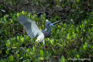 3355 Tri-colored Heron (Egretta tricolor), Florida