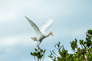 3356 Breeding Cattle Egret (Bulbulcus ibis), Florida