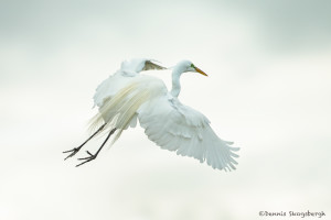 3357 Great Egret (Ardea alba), Florida