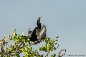 3358 Breeding Male Anhinga (Anhinga anhinga), Florida