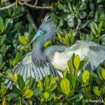 3359 Breeding Plumage, Tri-colored Heron (Egretta tricolor), Florida