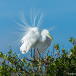 3360 Breeding Great Egret Display (Ardea alba), Florida
