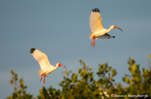 3362 Breeding White Ibis (Bulbucus ibis), Florida