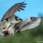 3363 Osprey (Pandion haliaetus), Florida