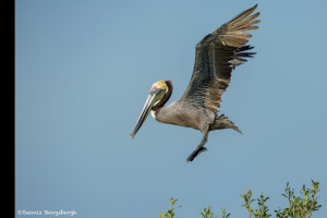 3364 Breeding Brown Pelican (Pelicanus occidentalis), Florida