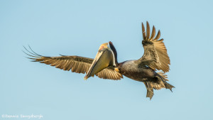 3366 Breeding Brown Pelican (Pelicanus occidentalis), Florida