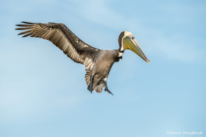 3367 Breeding Brown Pelican (Pelicanus occidentalis), Florida